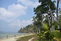 Manilkara littoralis